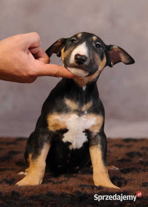 Bulterier Standard z rodowodem hodowla FCI Rytel