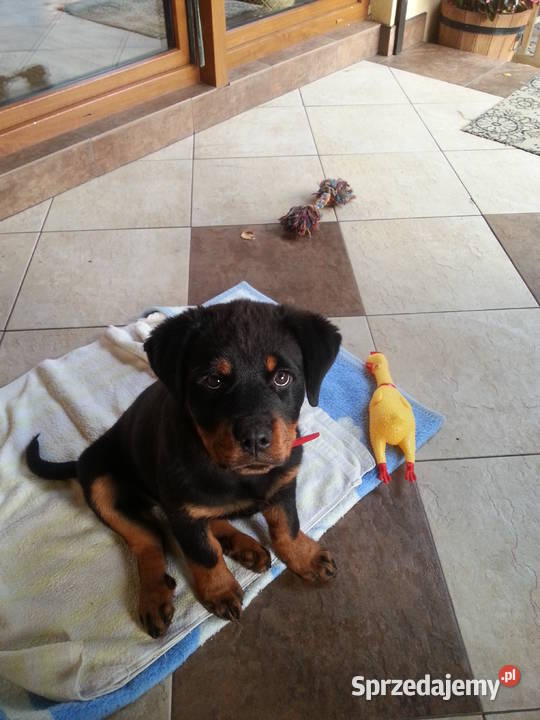 Sprzedam Rottweilera suczkę 3miesięczną Grójec