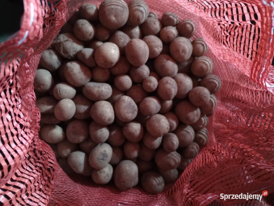 Ziemniak jadalny drobny odpad pomorskie Karsin