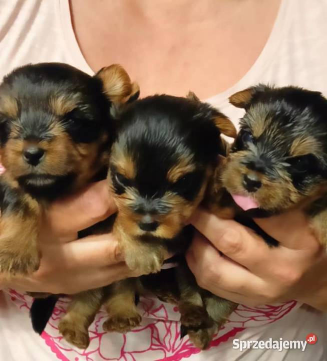 Jedna dziewczynka i dwóch chłopaków Mochała