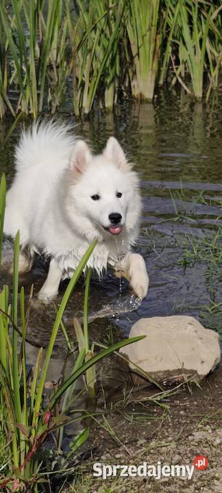 Samoyed szeniaki dolnośląskie