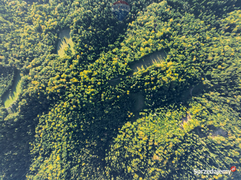 Polana w lesie Harklowa