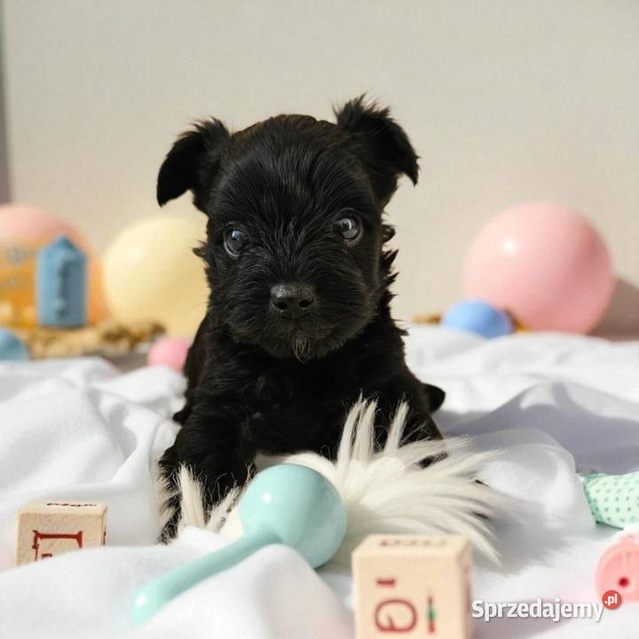 Czarny York Nie wybarwi się Umowa Rodowód Chip Opole sprzedam