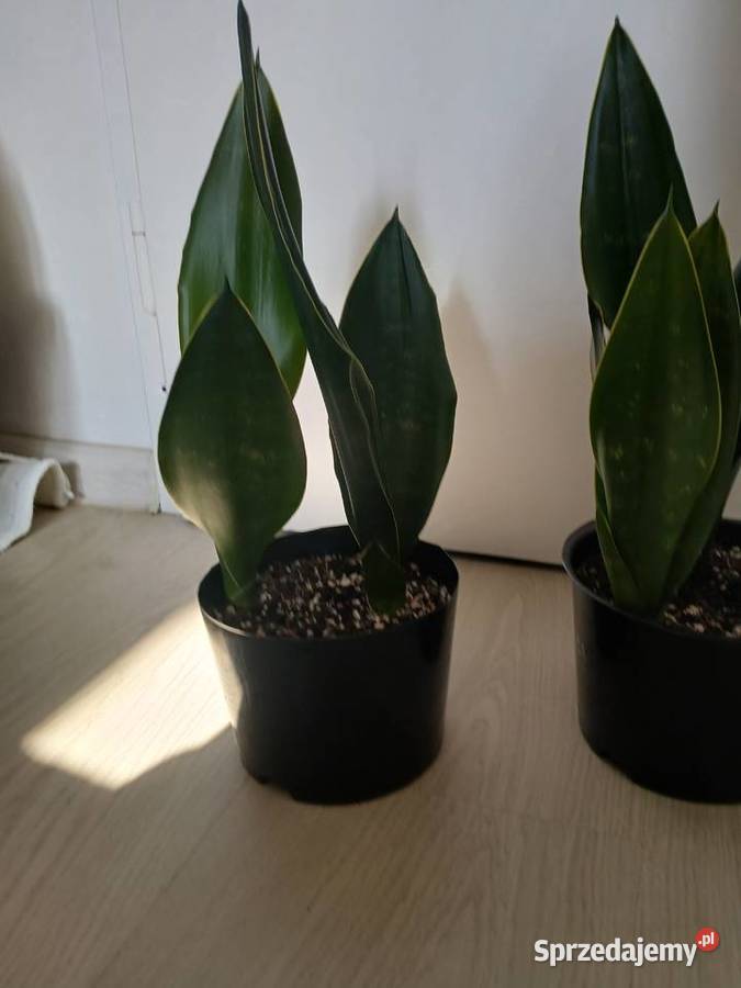 Sansevieria sanseweria black diamond i zeylanica Częstochowa