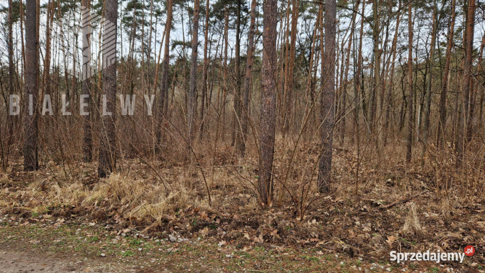 Grunt Łomianki Leśnych Dębów 5200 metrów