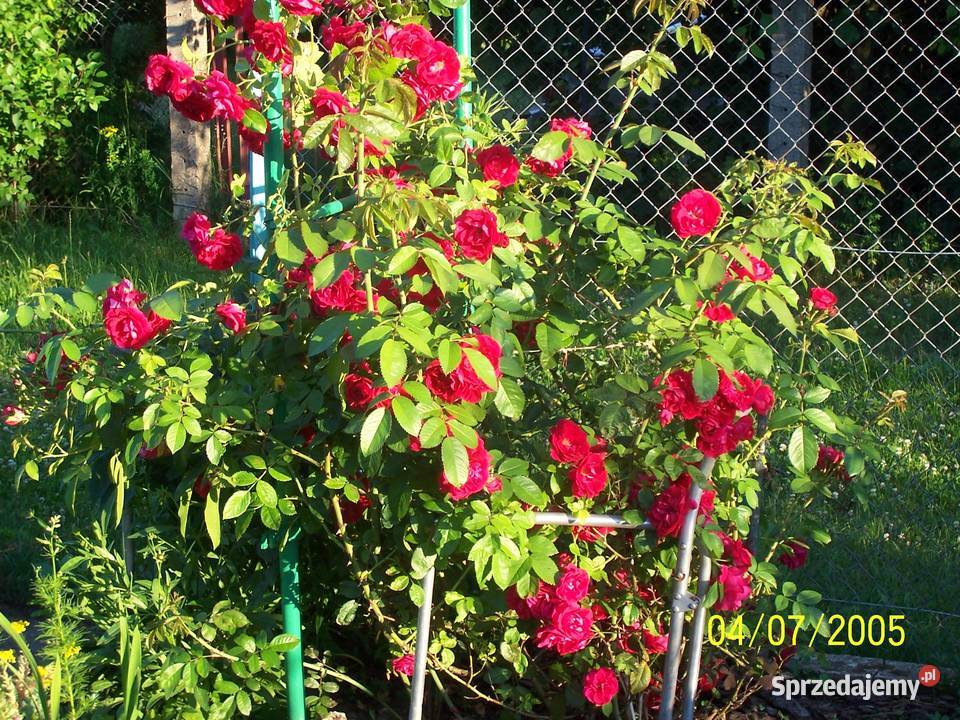 Sprzedam działkę ROD Jaroszówka Białystok
