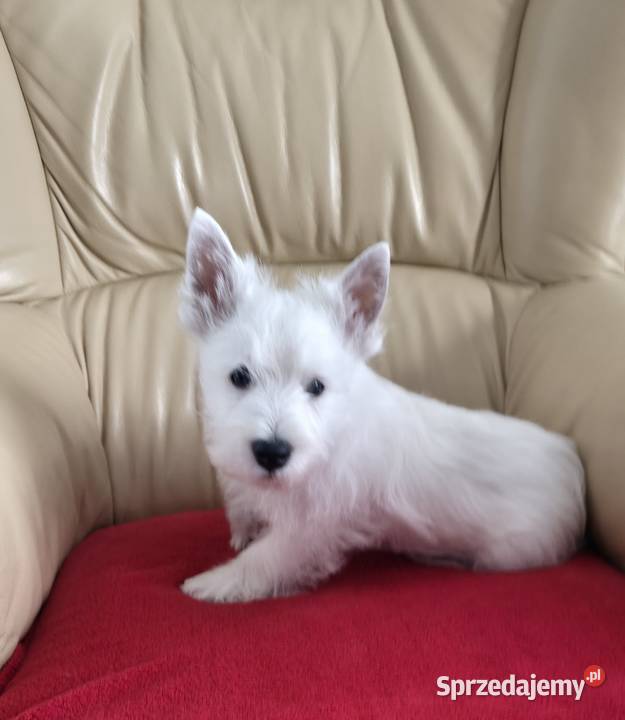 Piesek Championach West Highland white Terrier mazowieckie Chrośla