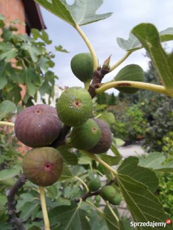 Figa sadzonka Gostyń sprzedam