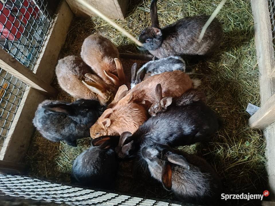 Króliki różne wielkości małopolskie Nowy Sącz sprzedam