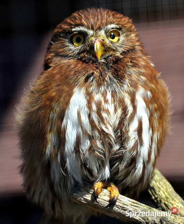Sowy Sowa Sóweczka Brazylijska Glaucidium Ptaki sprzedam
