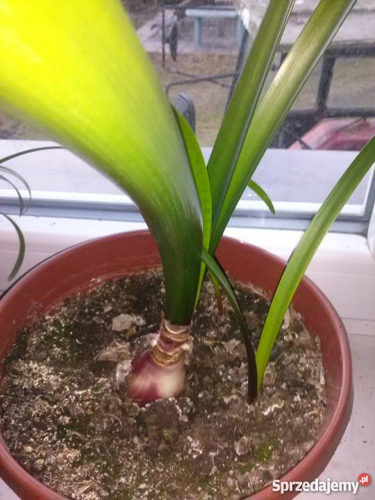 Kwiat doniczkowy amarylis hipeastrum Skoczów
