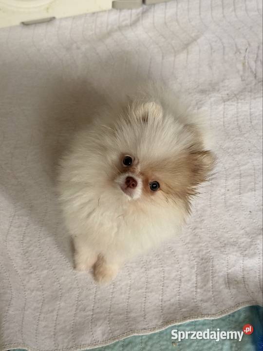 Szpic miniaturowy pomeranian Zwierzęta Częstochowa sprzedam