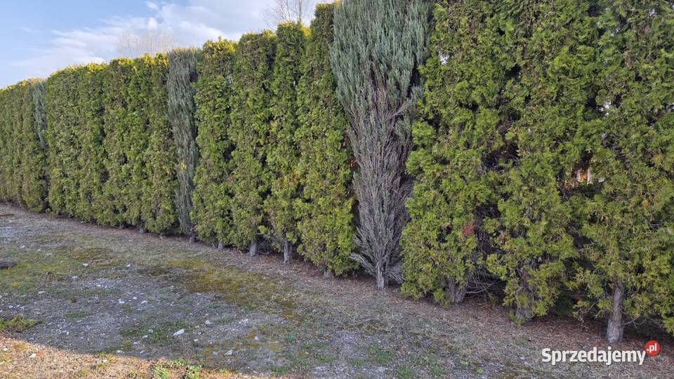Tuja szmaragd duża ok 3 M Iglaste Kielce