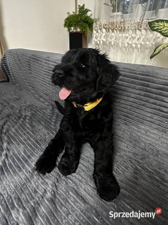 Sznaucer olbrzym piękna suczka FCI Sznaucer Olsztyn