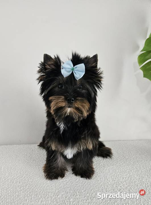 Śliczny York Do Odbioru Z kompletem dokumentów Brzeg