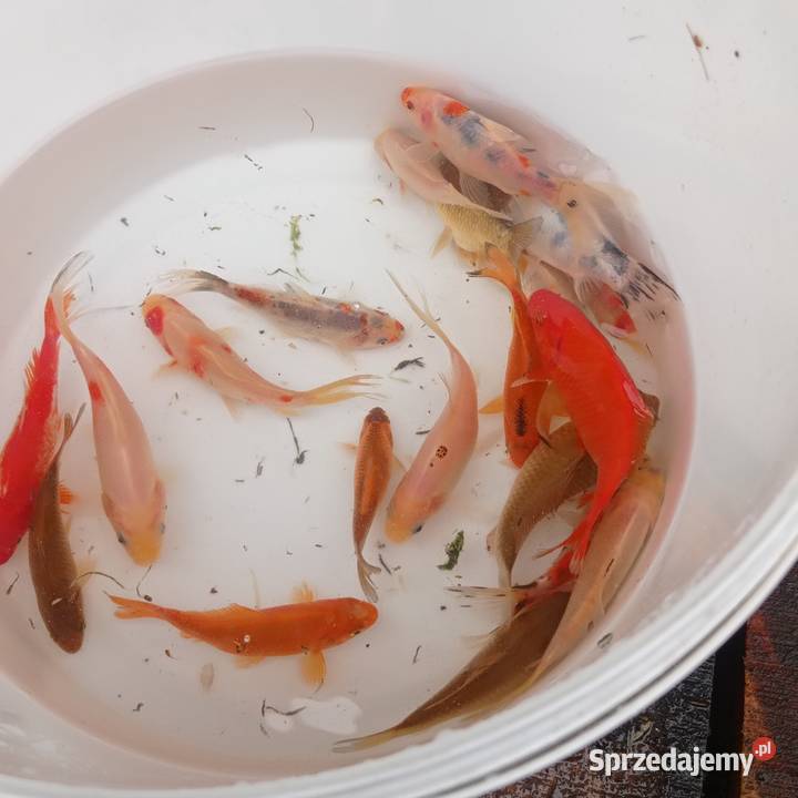 Karaś karp koi ozdobne rybki do oczka Bożków