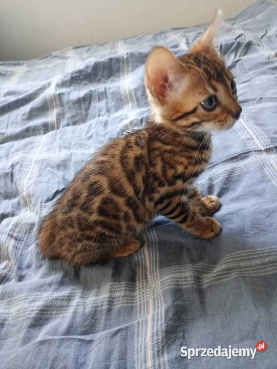 Sprzedam kotka Bengalskiego Gorzów Wielkopolski
