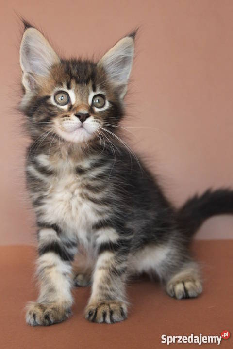 JAZZ PIĘKNY KOCUREK MAINE COON CHAMPIONACH