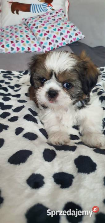 Śliczny Piesek Shih Tzu Shih Tzu Puławy