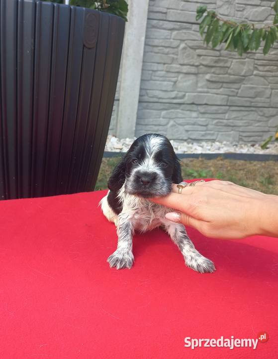 Cocker Spaniel Angielski Suczka Cocker Spaniel Jutrosin