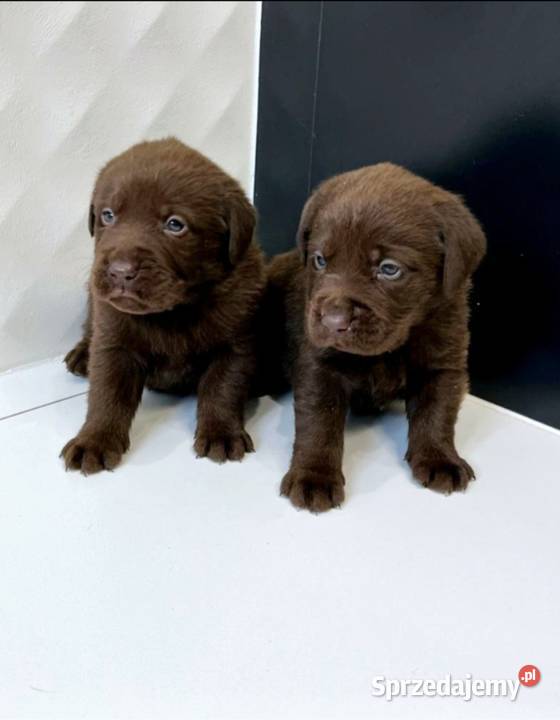 Labrador Retriever Czekoladowe wielkopolskie Leszno