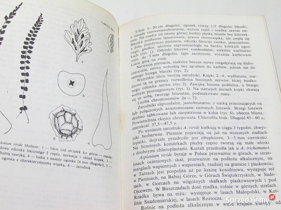 Paprocie Karpowicz Wanda Przemyśl