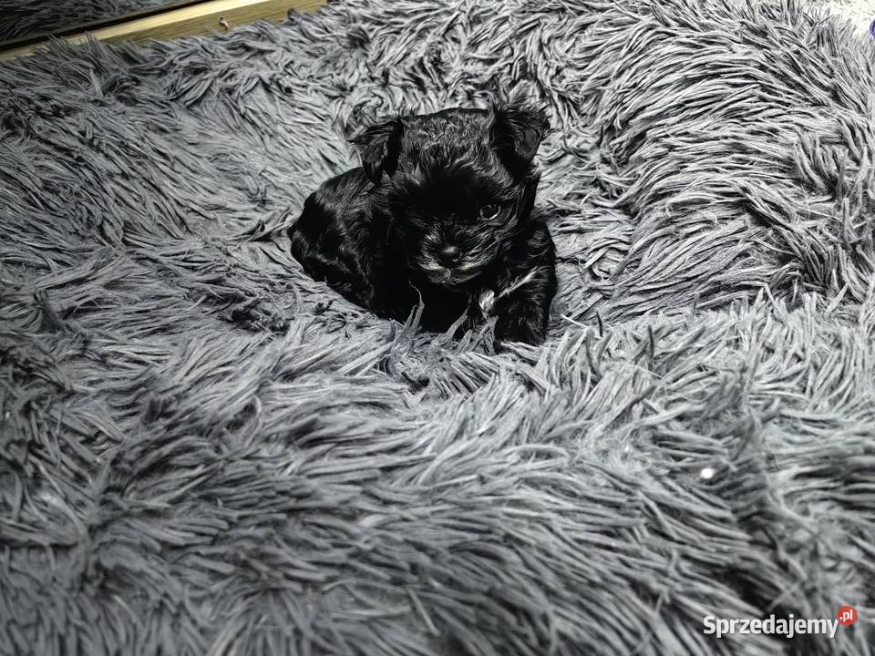 York Black piesek malutki piękny rodowód York Siedlce