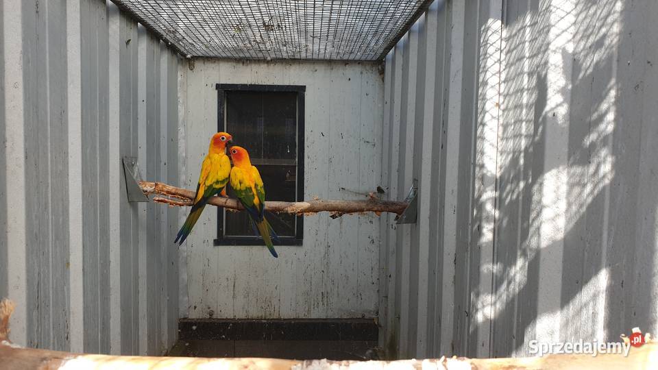 Konura słoneczna Wielichowo