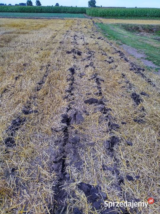 Głębosz Bonnel 3łapy kujawsko-pomorskie Wola Bachorna