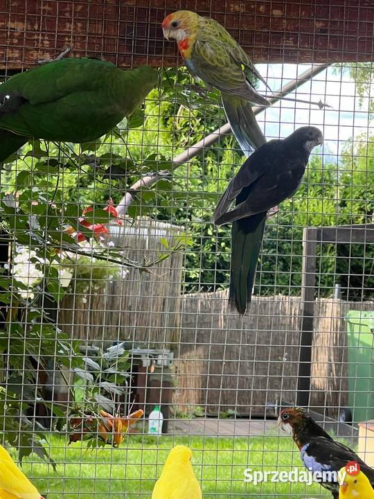 Papugi RozellaI Rzgów