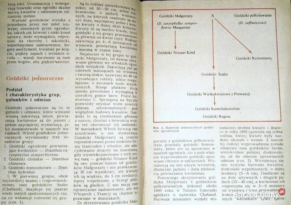 Goździki w ogródku Rabatowe skalne Kazimierz Chełm sprzedam