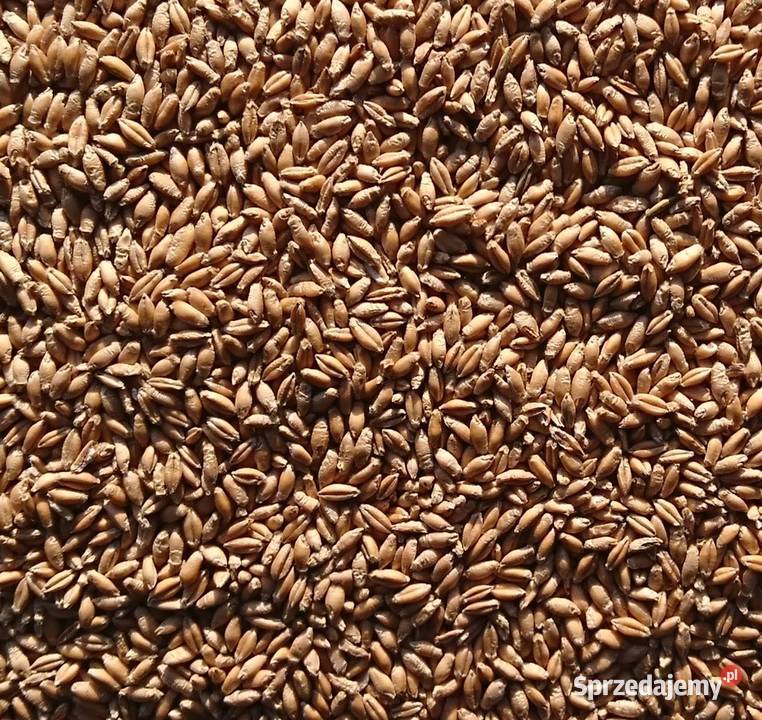 sprzedam pszenżyto i owies