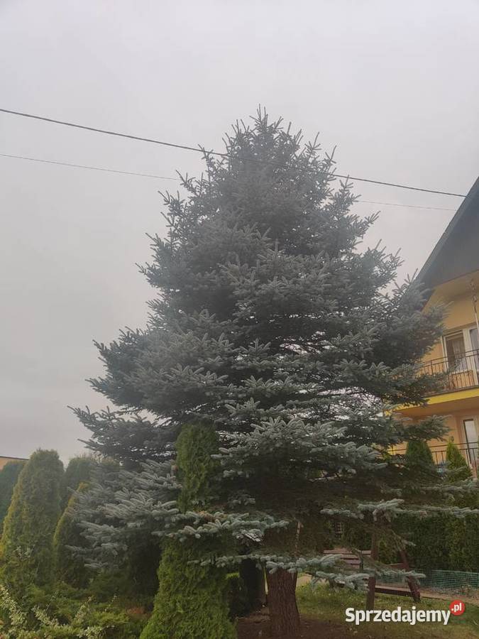 Świerk srebrzysty 16m świętokrzyskie Kielce
