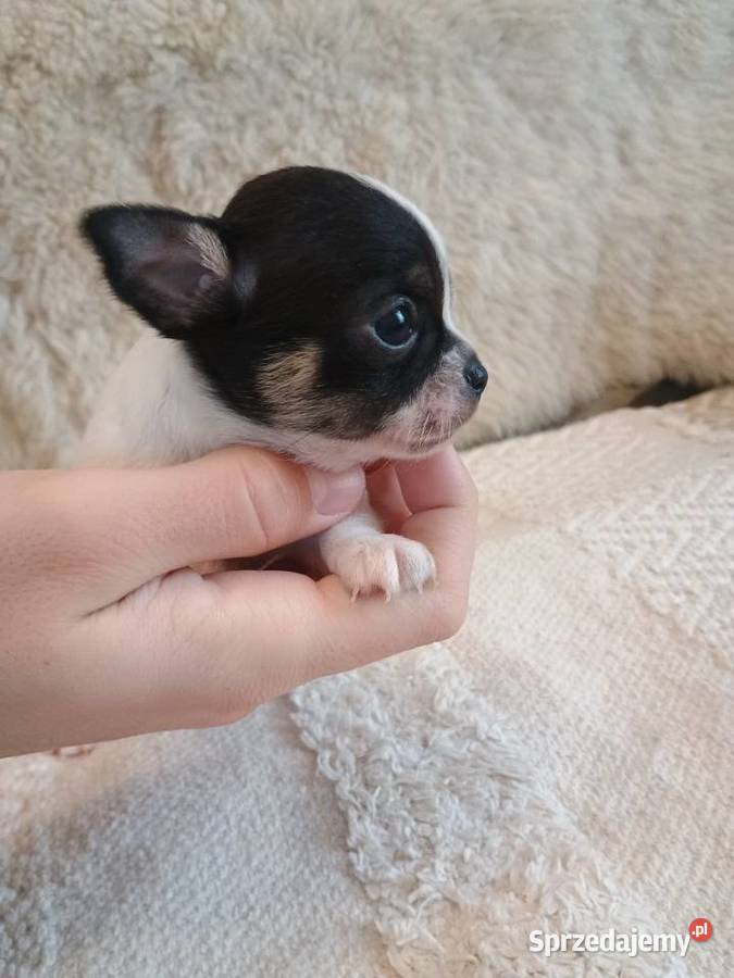 Chihuahua chłopiec DOLAR Kleszczów