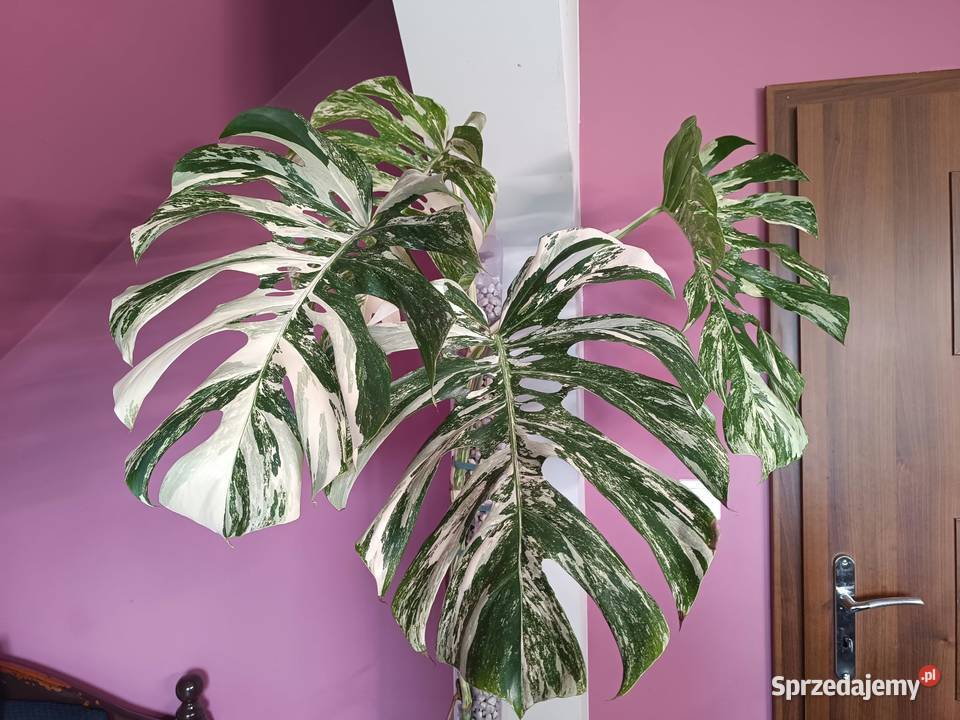Monstera Albo variegata węzeł z korzeniami wet Kaźmierz