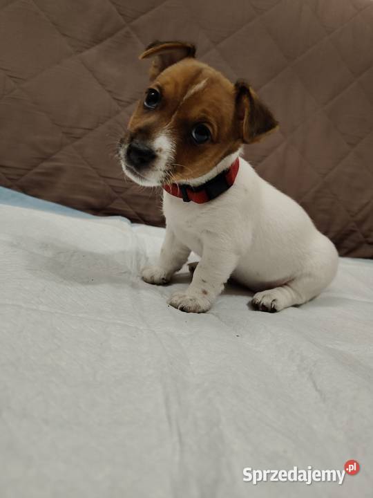 Jack Russell Terrier suczka łódzkie Pabianice