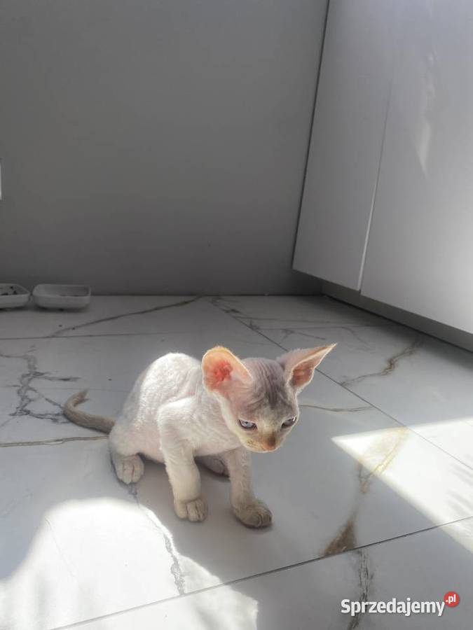 Kocurek Devon rex Alfred Koty zachodniopomorskie Szczecin