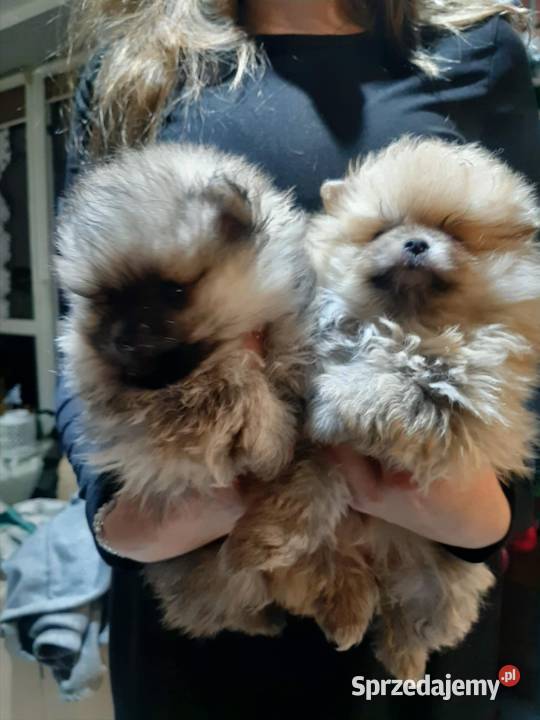 Szpic miniaturowy Bukowno