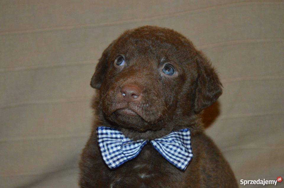 Chesapeake Bay Retriever