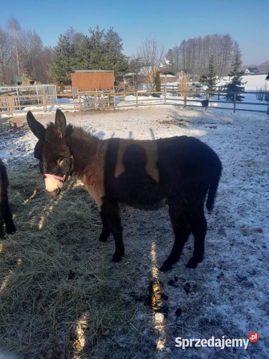 Do sprzedania osiołek Tarnów
