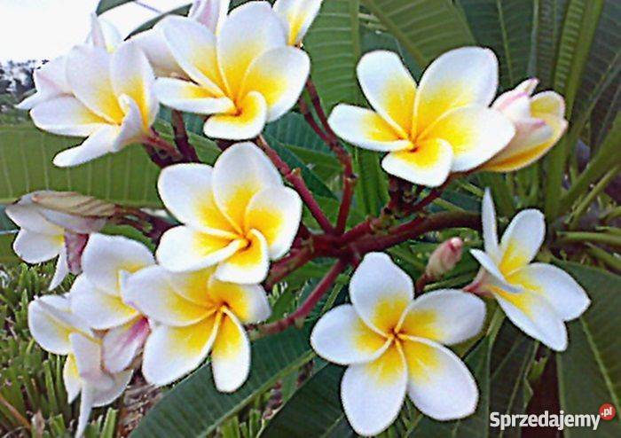 Plumeria Hawajski kwiat Lei sadzonki Rośliny świętokrzyskie