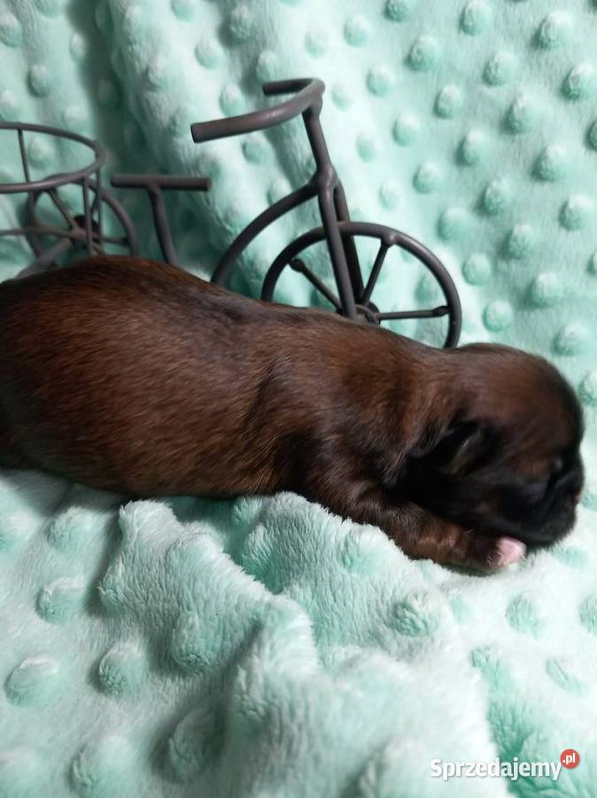 ShihTzu chłopiec odbiór w grudniu Zwierzęta Strzelce Opolskie