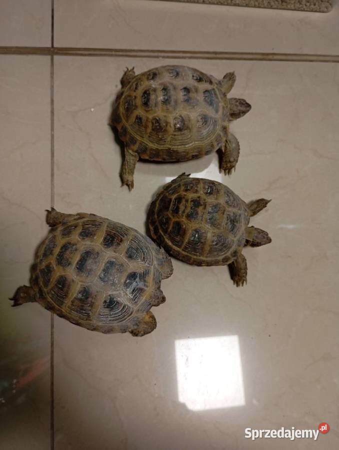 Żółw Stepowy Lądowy Testudo Horsfieldii Rzeszów