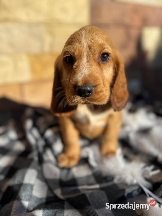 Śliczny piesek Cocker Spaniel Angielki Gold z Kraków