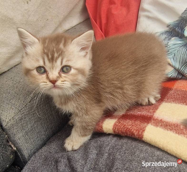 Brytyjskie Szamotuły sprzedam