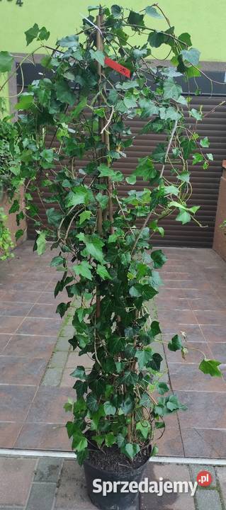 Duże Bluszcze Hedera Helix 250300 Jasieniec