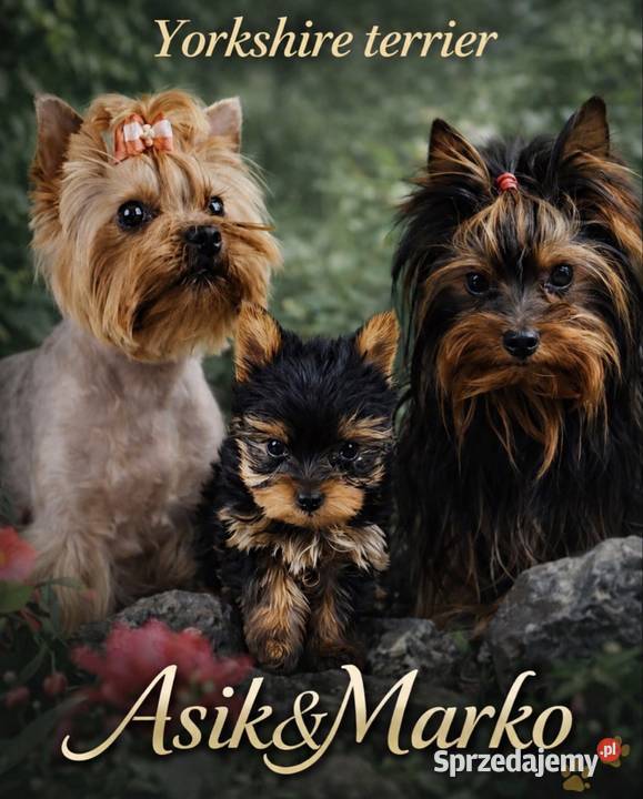 Yorkshire terrier piesek Gorzów Wielkopolski