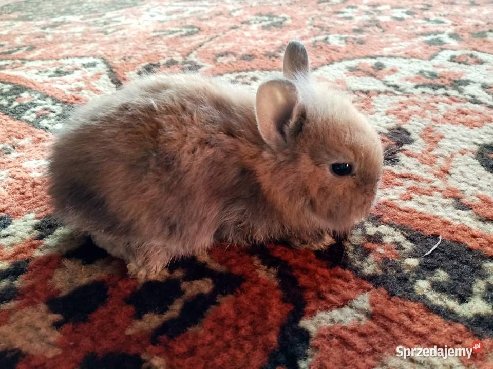 Sprzedam małe króliki łódzkie Skierniewice