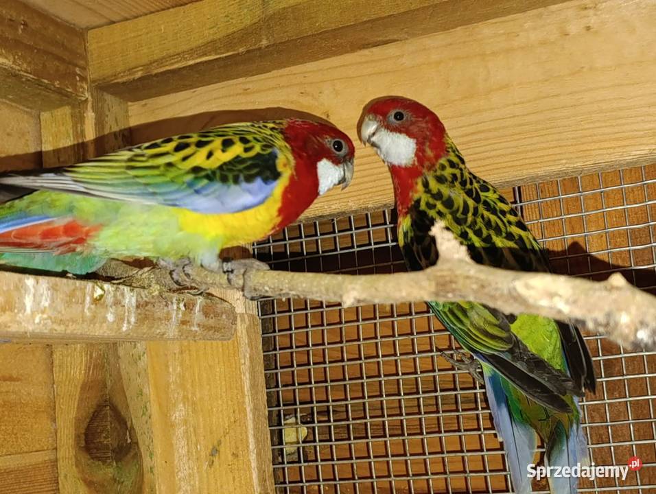 Papugi Rozelle Częstochowa