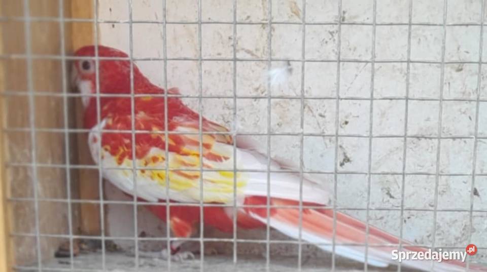 Rozella bialolica rubino samica lęgowa Wadowice